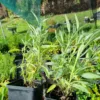 Sauge officinale – Image 2