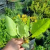 Menthe coq – Image 2