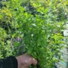 Menthe verte – Image 2