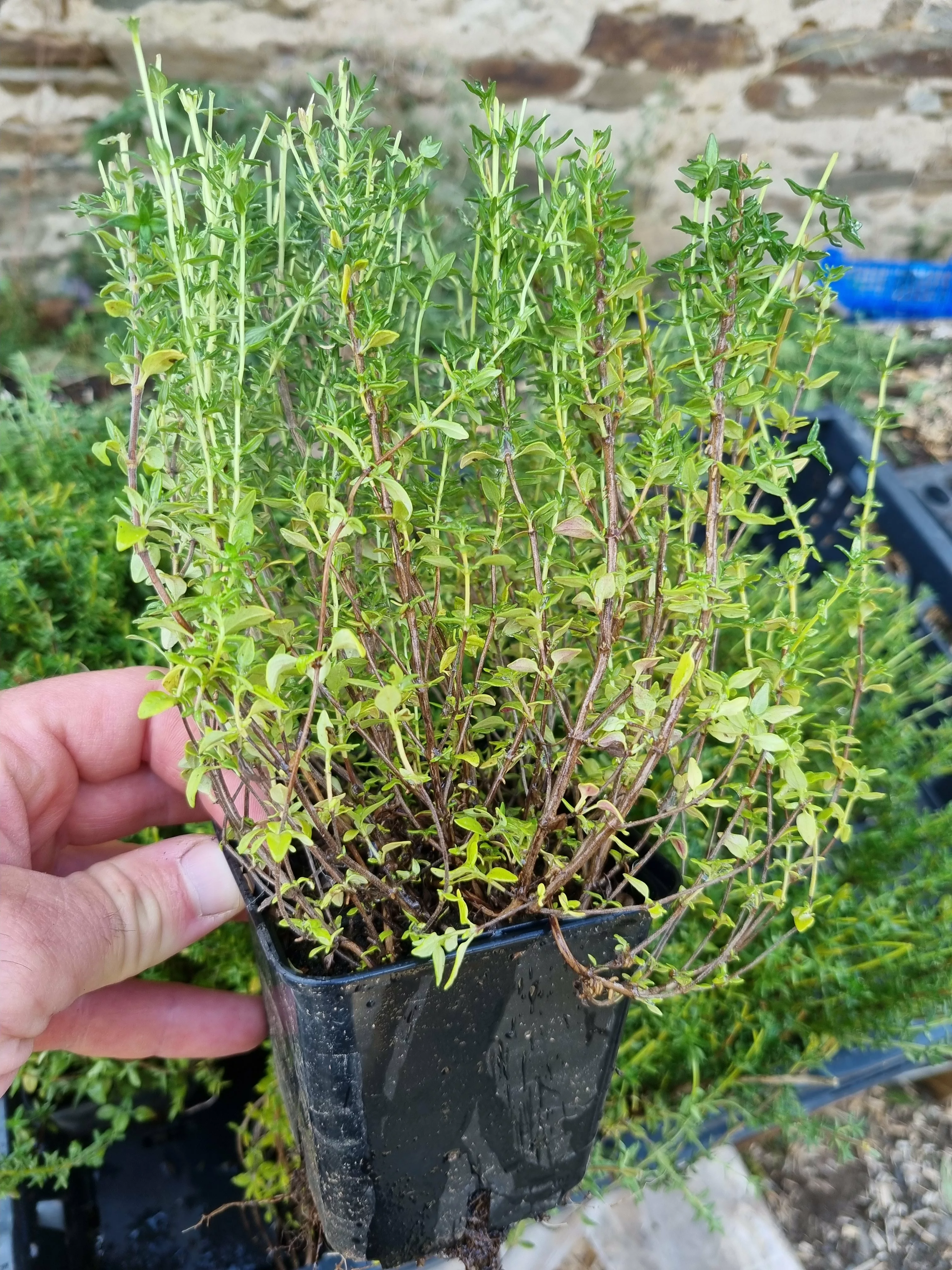 Thym de provence – Image 2