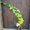 Mûrier Arapaho - plant de 1 an – Image 2