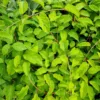 Kiwaï "Weiki" (mâle) - plant de 1 an – Image 2