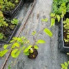 Kiwaï "Weiki" (mâle) - plant de 1 an – Image 3
