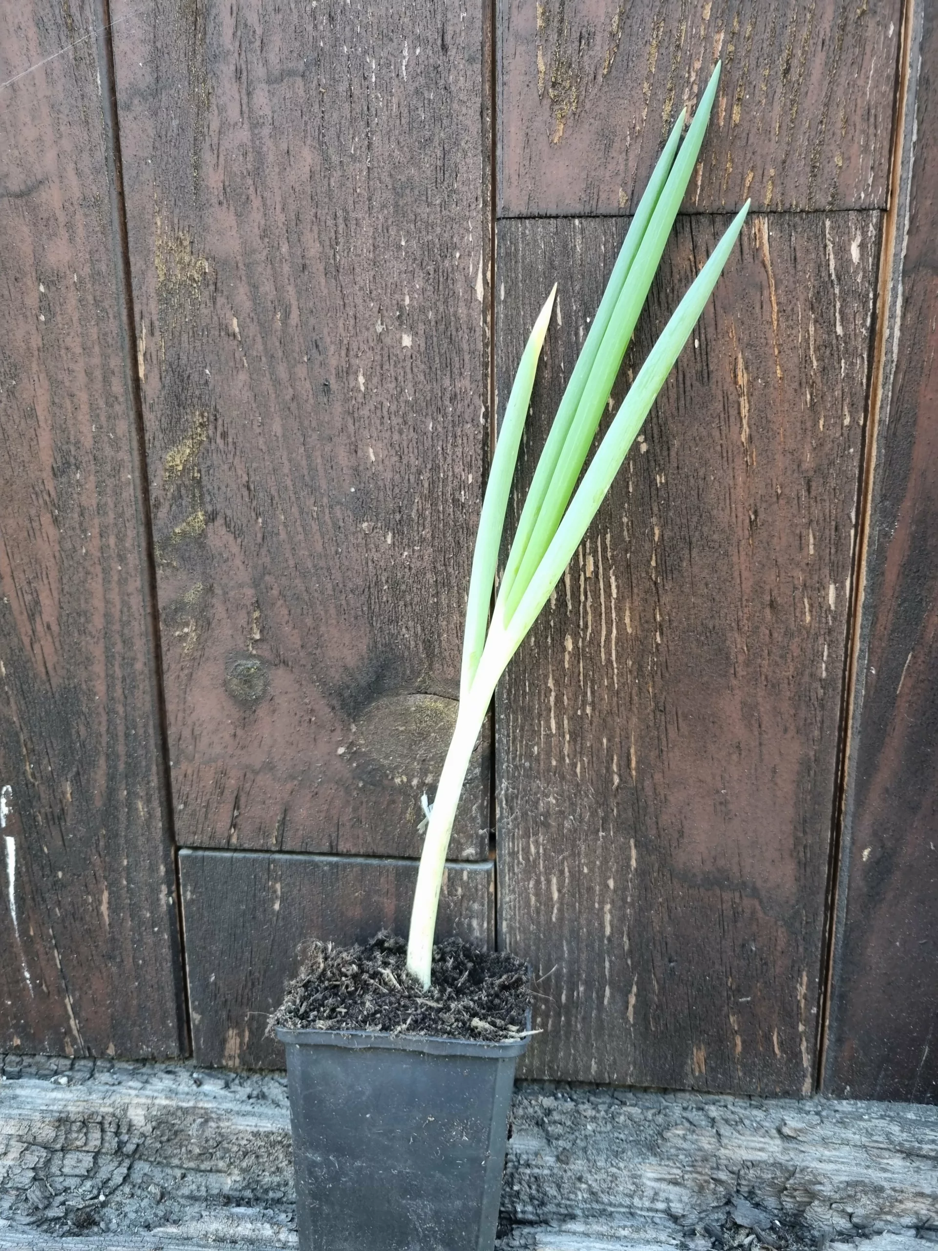 ciboule blanche vivace – Image 2