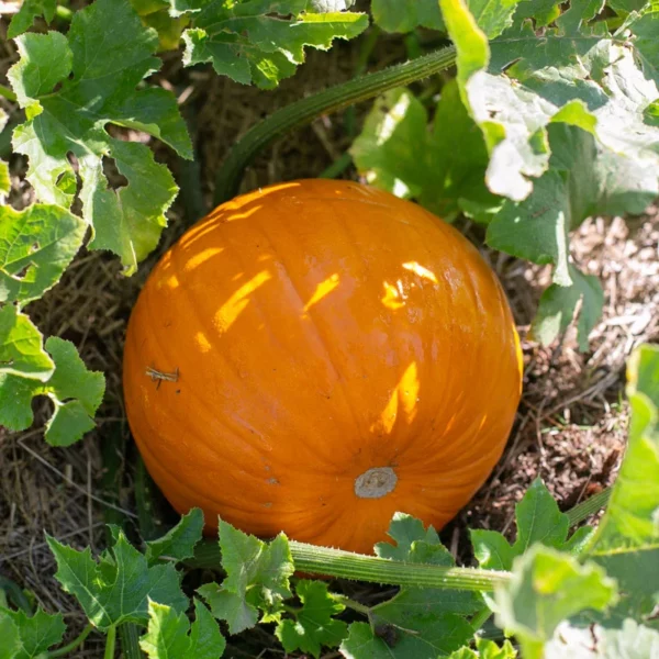 jack o lantern