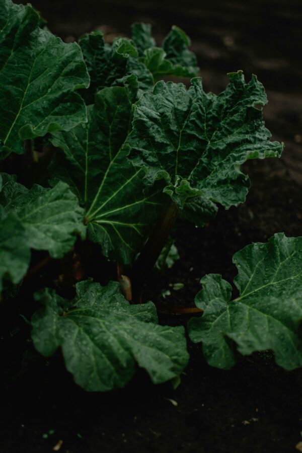 rhubarbe