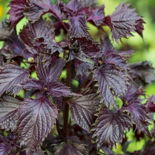 shiso pourpre