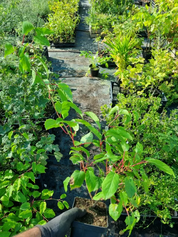 kiwaï purpurea Hardy Red
