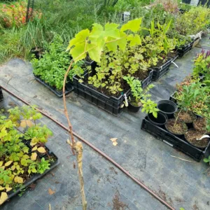 Vigne Sultanine greffée