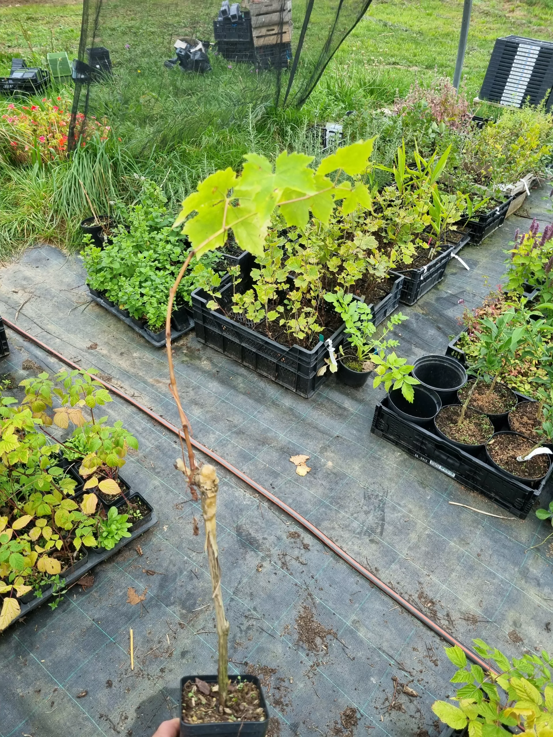 Vigne Sultanine greffée