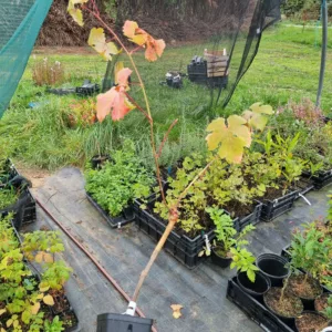 Vigne Chasselas Rosé greffe