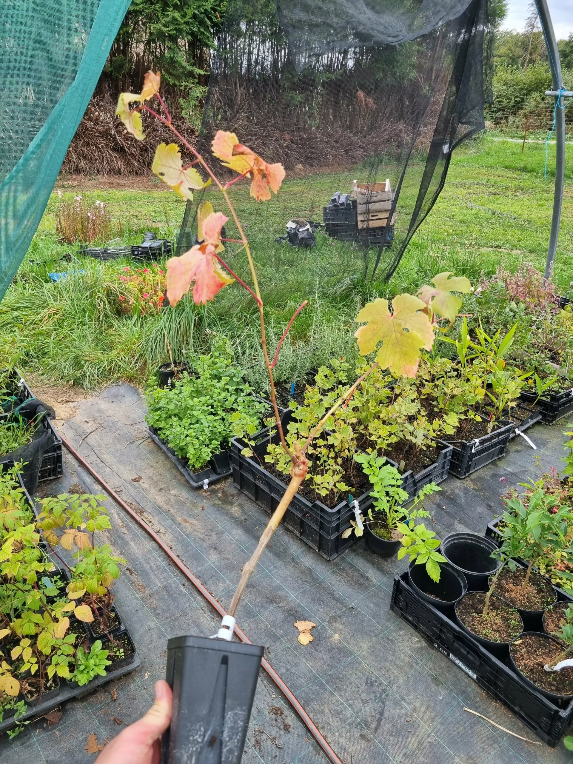 Vigne Chasselas Rosé greffe