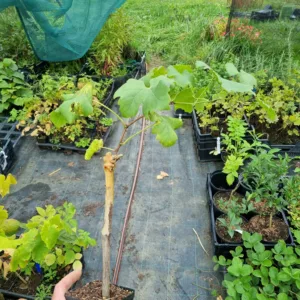 Vigne Chasselas Doré greffée