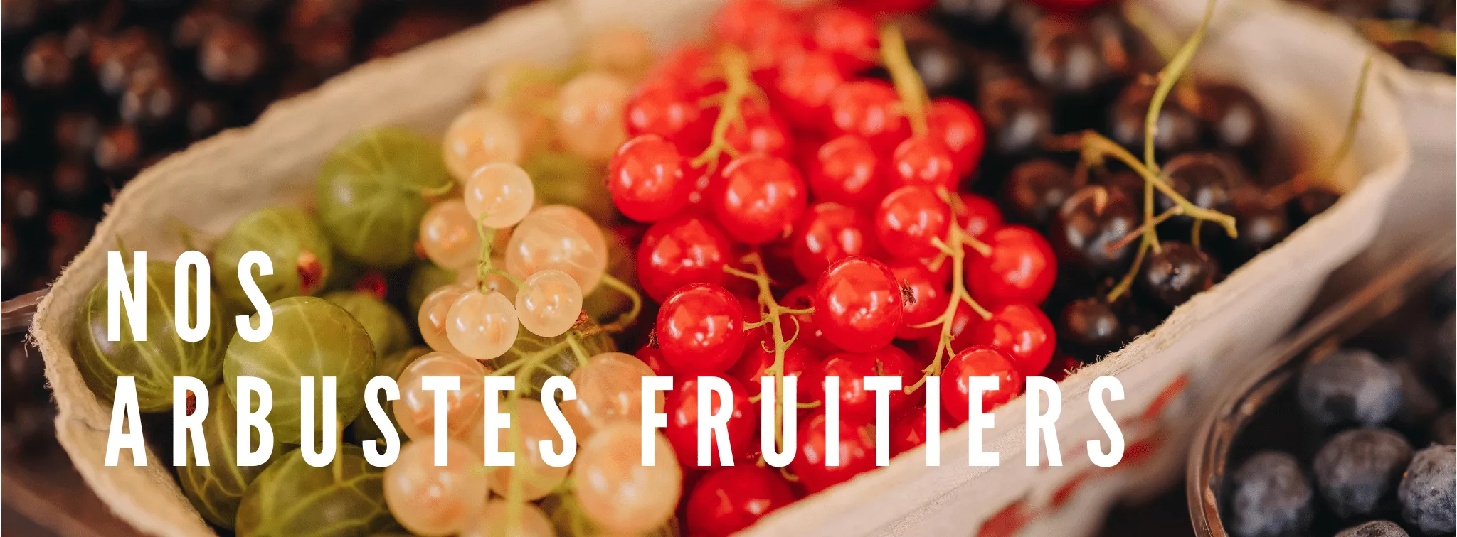 arbustes fruitiers