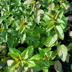 menthe chocolat
