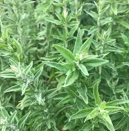 menthe glaciale
