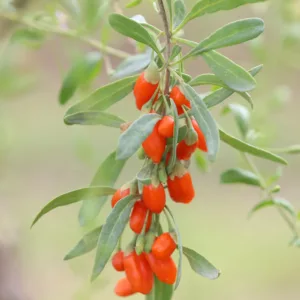 goji XXL
