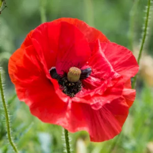 coquelicot shriley
