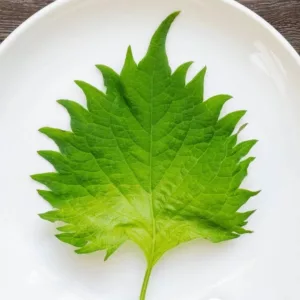 shiso vert