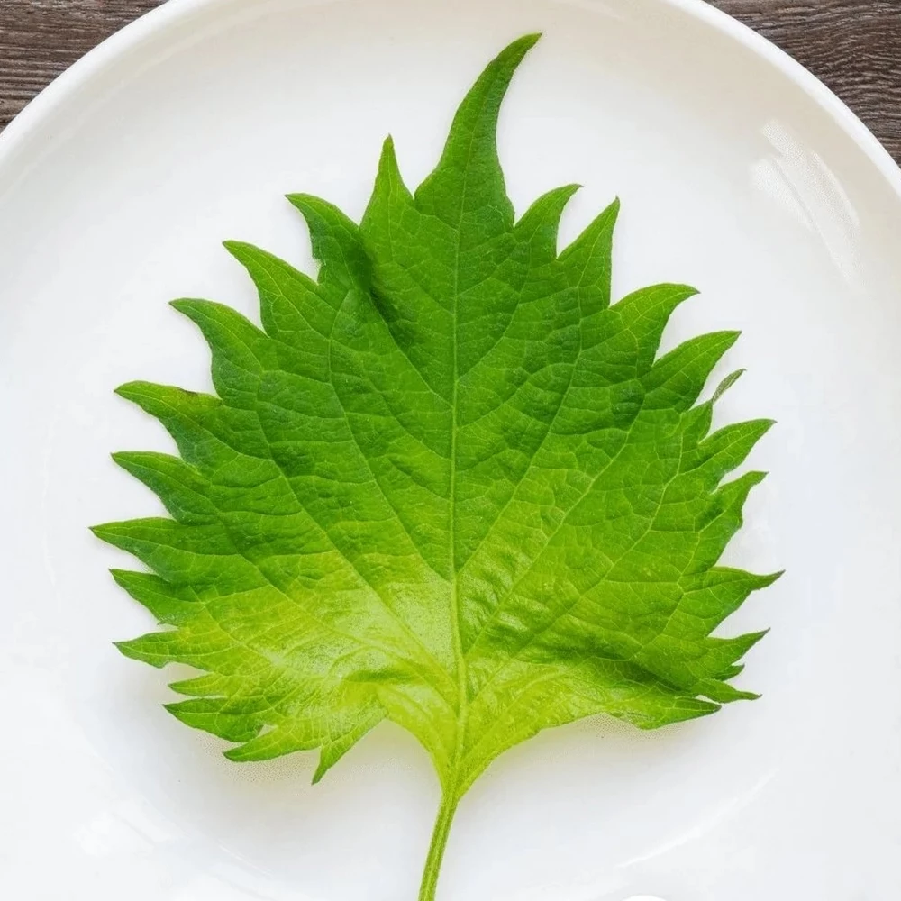 shiso vert