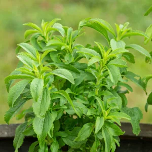 stevia plante a sucre