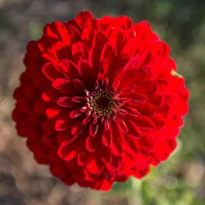 zinnia red scralet