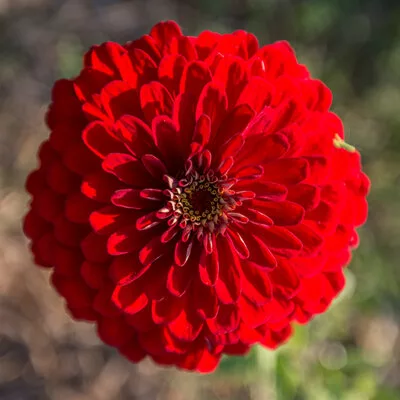 zinnia red scralet