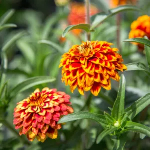 zinnia tapis persan