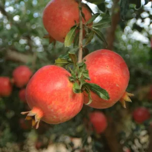 dente di leone