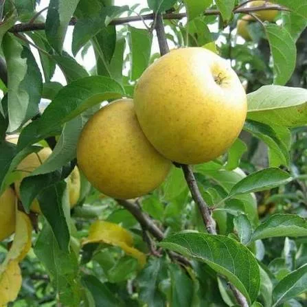 Pommier BELCHARD Chanteclerc