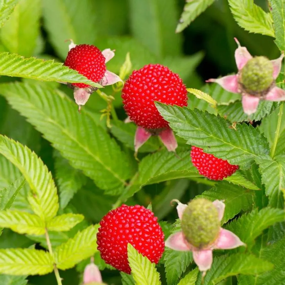 framboisier fraise