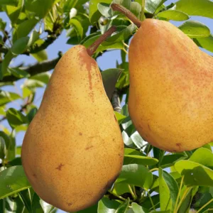 poire william