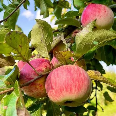 Pommier Reine des reinettes